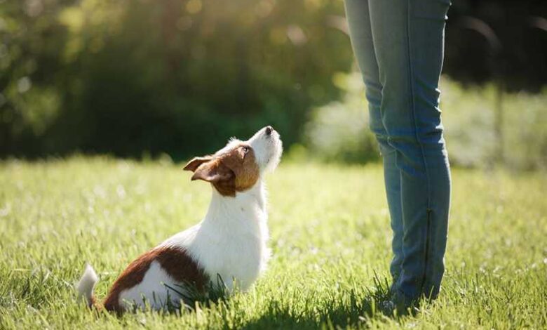 Köpek Bakımı İpuçları 1 Köpek Bakımı İpuçları