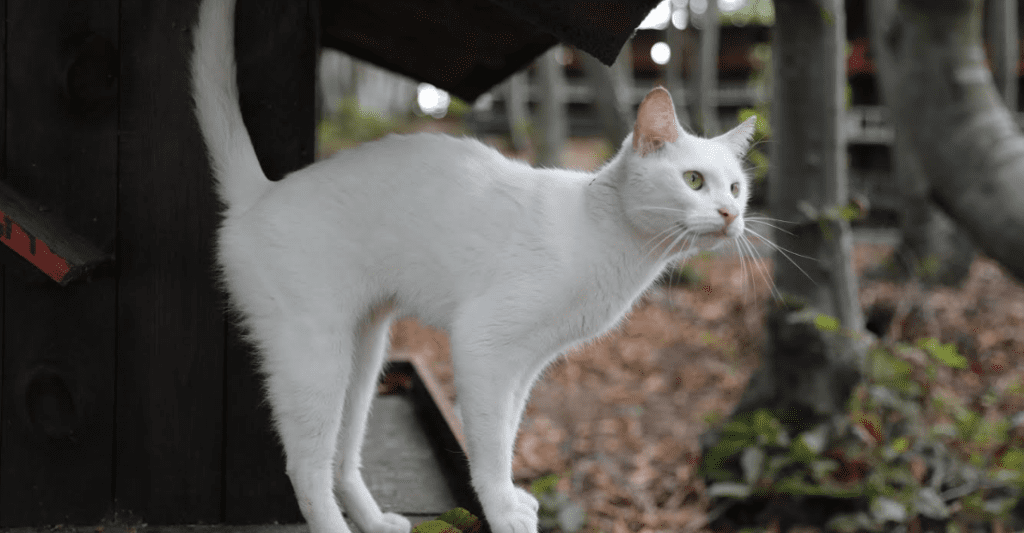 KEDİ KASABASI TÜRKİYE’DE ÖRNEK TEŞKİL EDİYOR 3 image 1