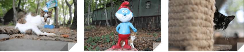 KEDİ KASABASI TÜRKİYE’DE ÖRNEK TEŞKİL EDİYOR 2 image