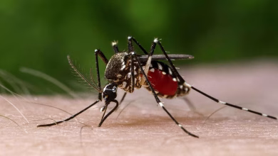 Dunyayi Alarma Geciren Chikungunya Virusu Sivrisinek Kaynakli Kuresel Tehdit 14