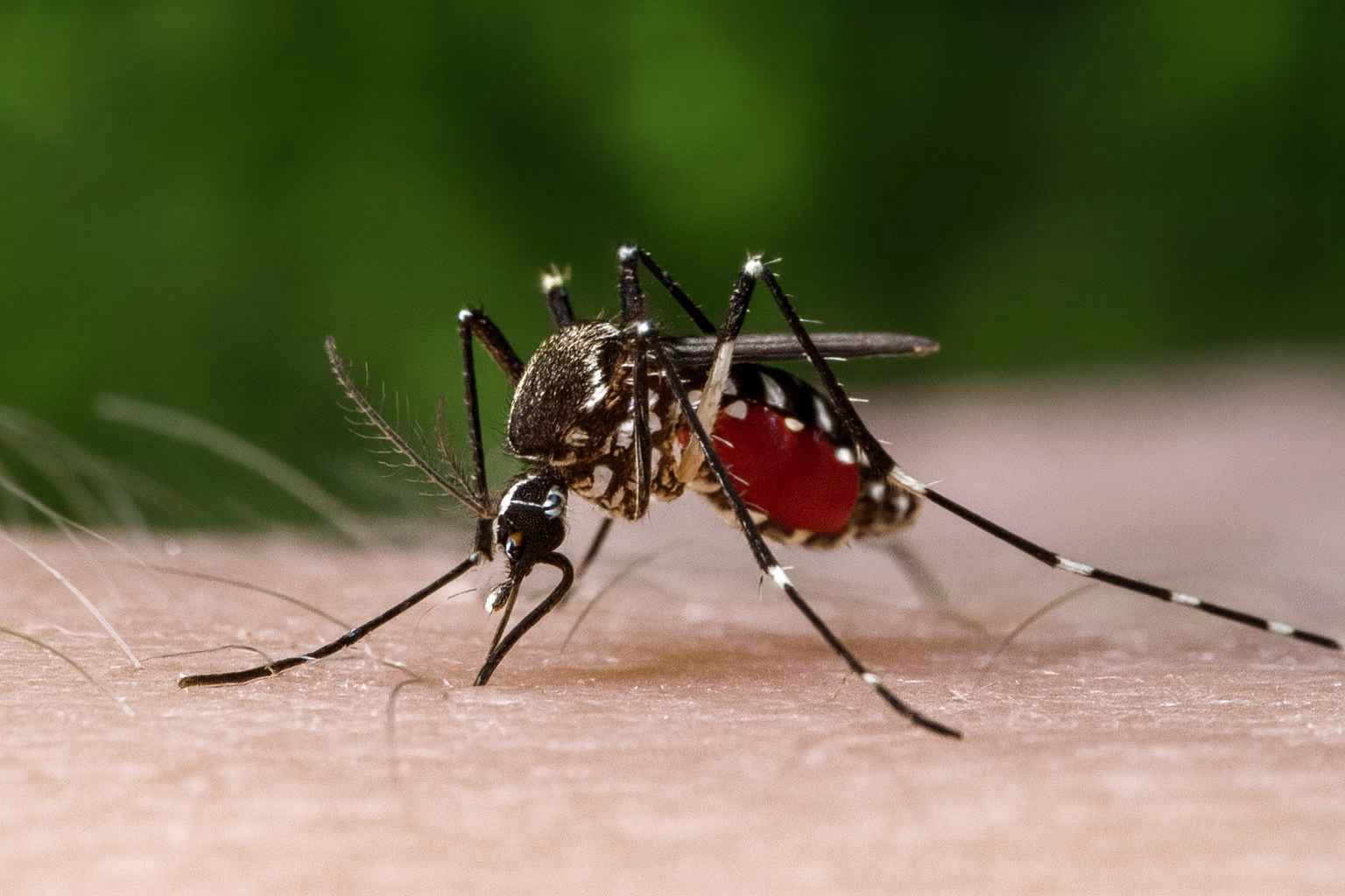 Dunyayi Alarma Geciren Chikungunya Virusu Sivrisinek Kaynakli Kuresel Tehdit 14