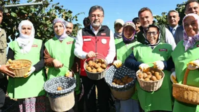 İbrahim Yumaklı Sakarya’da kivi hasadı, rekolte hedefi