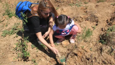 Yanan Orman Alanlarında Fidan Dikiminde Neden Acele Edilmemeli?