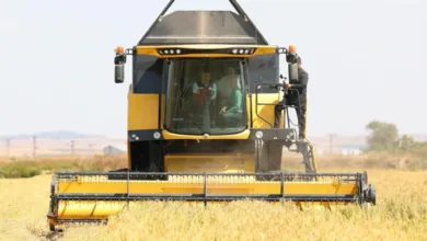 Yumaklı: Çeltikte 2025 rekoltesi 988 bin ton olacak