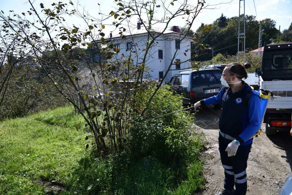 Trabzon’da kahverengi kokarca mücadelesi hızlandı: 9 ilçede kışlak ilaçlaması